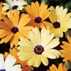 AFRICAN DAISY AURAN 1/2 OZ. EACH