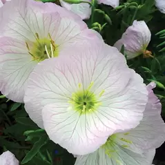 EVENING PRIMROSE - 1/4 OZ EACH