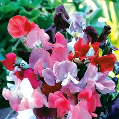SWEET PEAS, KNEE HIGH MIX OZ