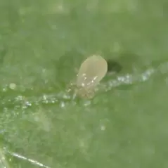 Bioline Starskii 25,000 1 Liter Amblyseius swirskii ( Thrips Whitefly )