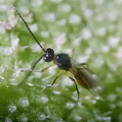 Aphidius colemani + ervi , 500 wasps per bottle ( Aphids )