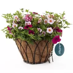 Austram 14" Lotus ProGro Planter Black with Hanger