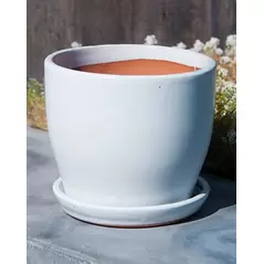 Verandah 8.5"x7.5" Lily Wsp