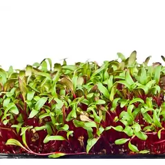 Microgreens, Early Wonder Green Top - 2 Gram