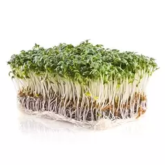 Microgreens, Upland Cress - 3.5 Gram