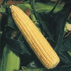 CORN, GOLDEN QUEEN 25