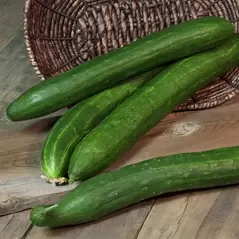 CUCUMBER, BURPLESS