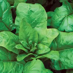 Spinach, Bloomsdale Long Standing - 1lb
