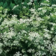 CARAWAY 1/2 OZ. EACH