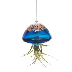 APM Air Plant Jellyfish Lake Blue/Gold