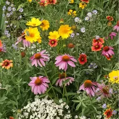 Honey Bee Flower Mix