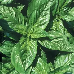 Basil, Lemon 1/16 oz
