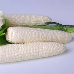CORN, ARGENT 25