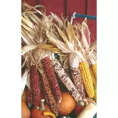 Corn, Ornamental - 1/2lb