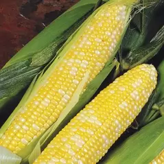 CORN, DELECTABLE 1 LB EACH