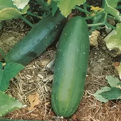 CUCUMBER, Spacemaster Bush 1