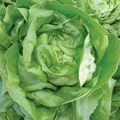 LETTUCE, BIBB 1/2 LB. EACH