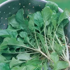 Turnips, Seven Top - 1/2oz