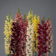 SNAPDRAGON, ROCKET MIX 1000/PKT