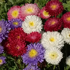 ASTER, POWDERPUFF - 1/2 OZ EACH