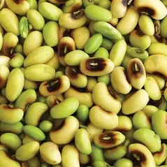 Cowpeas, Queen Anne - 50lb