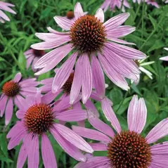 CONEFLOWER, PURPLE - 1/2 OZ EACH