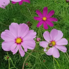 COSMOS, EARLY SENSATION 1/2 OZ EACH