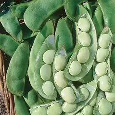 Limas, Cangreen/ Thorgreen - 1/2lb