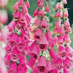 FOXGLOVE, FOXY ANNUAL 1/8 OZ. EACH