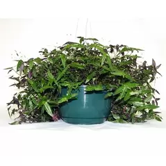 BLD 08.00 HANGING BASKET WITH SAUCER WITH 19" FLEX HANGER GREEN 50 PER CASE 44 CASES PER PALLET