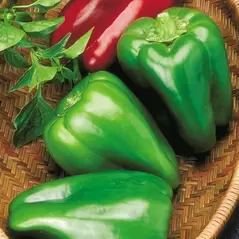Peppers, Big Bertha Hybrid 1,000 Seed