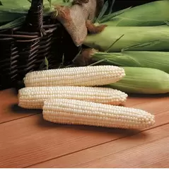 Avalon Corn, 25