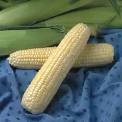 Corn, Jackpot - 1/2lb