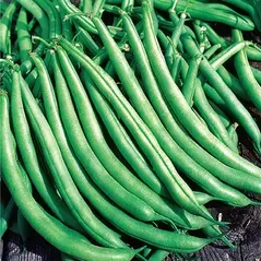 Beans, Greencrop Bush Treated - 50lb