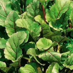 Beets, Early Wonder Green Top - 1/2lb