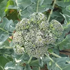 Broccoli, Calabrese - 1lb