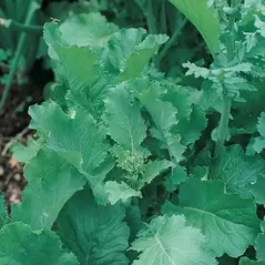 Broccoli, Raab Spring - 1/2oz