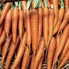 Carrot, Tendersweet - 1/2oz