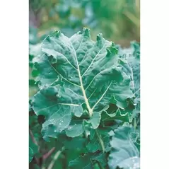 Kale, Premier - 1/2oz