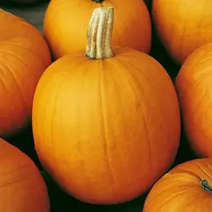 Pumpkin, Connecticut Field - 1/2oz