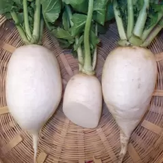 Radish, White Chinese Celestial - 1lb