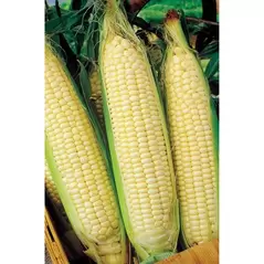 Corn, White Truckers Favorite O.P. - 25lb