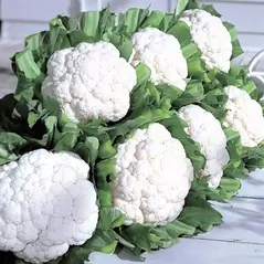 Cauliflower, Snow Crown - 5,000 Seed Count