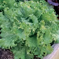 Lettuce, Black Seeded Simpson 5,000 Seed Count