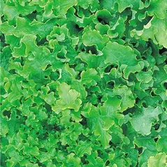 Lettuce, Green Salad Bowl - 1,000 Seed Count