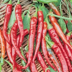 Peppers, Cayenne Long Red Thin - 10,000 Seed Count
