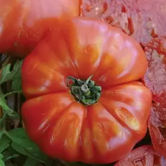 Tomato, Beefsteak - 1,000 Seed Count