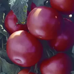 Tomato, Biltmore Treated - 100 Seed Count