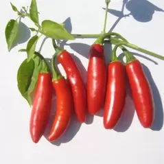 Peppers, Serrano Tampiqueno - 1,000 Seed Count