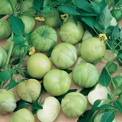 Tomatillo, Verde - 1,000 Seed Count